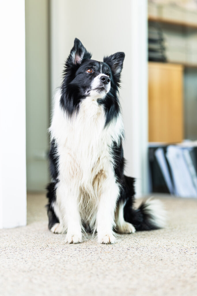 Sort og hvid hund sidder og kigger op