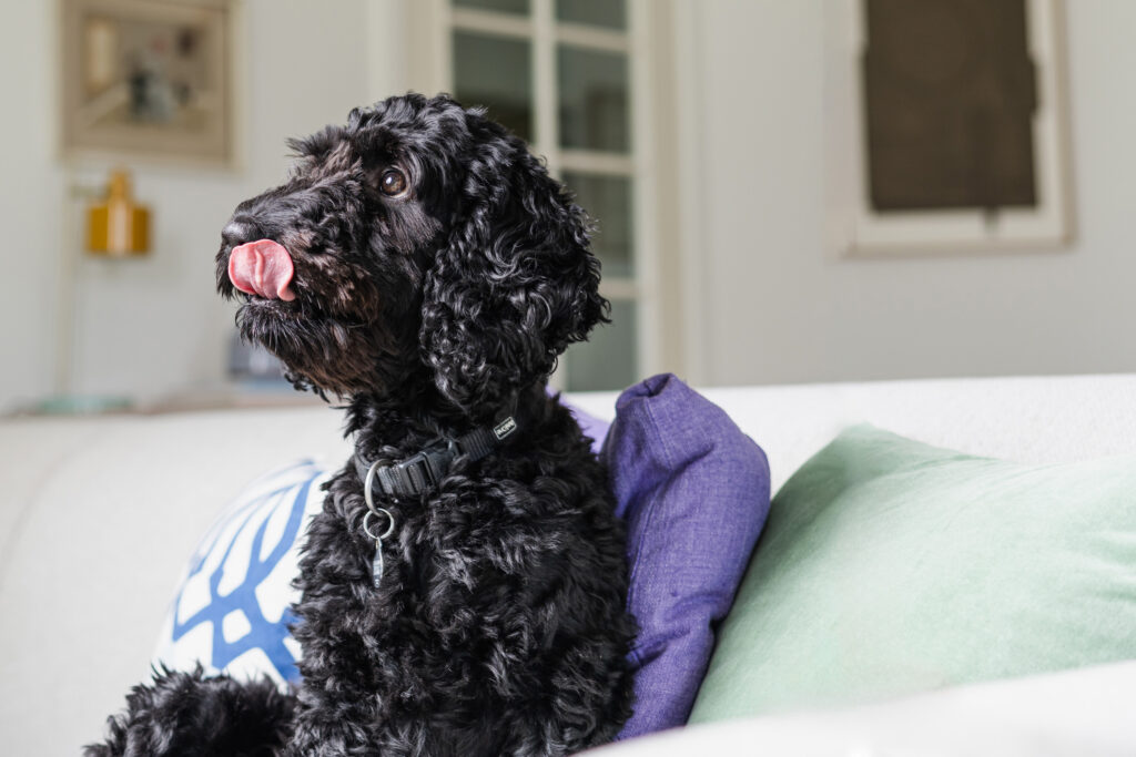 Sort Cockapoo slikker sig om munden, mens den sidder p&aring; en sofa.